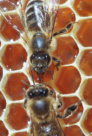 Čebela v medeni golši v panj prinese medičino ali mano in jo preda panjski čebeli. Ta jo osuši in obogati z izločki čebeljih žlez ter shrani v satno celico, v kateri dozori v med. Da se med ne pokvari, satno celico prekrije z voščenim pokrovčkom <em>Foto: Franc Šivic</em>