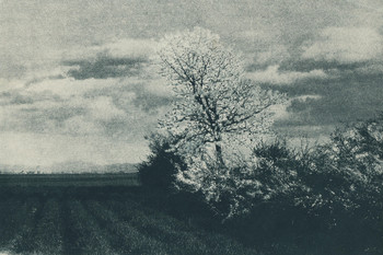 Cvetoče drevo sredi polja h griču, pred 1911. Pigmentni tisk, 2020; izvirnik: gumijev postopek. <em>Foto: Avgust Berthold</em>