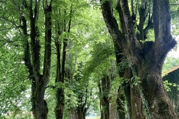 Lipov drevored na grajskem vrtu <em>Foto: Fototeka Loškega muzeja</em>