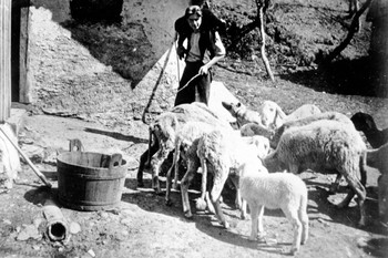 Pastir med ovcami v Žirovskem Vrhu pred drugo svetovno vojno <em>Foto: Fototeka Loškega muzeja</em>