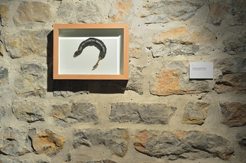 Tomislav Brajnović, All the Notions are Distorted, 2021 <em>Photo: Janez Pelko</em>