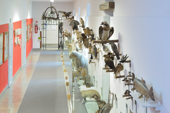  Natural History Collection <em>Foto: Janez Pelko</em>