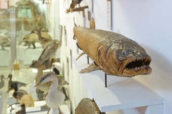  Natural History Collection <em>Photo: Janez Pelko</em>