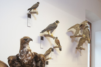  Natural History Collection <em>Photo: Janez Pelko</em>