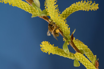 Čebela nabira cvetni prah in ga v koških na zadnjih nožicah prenaša prinaša v panj. ©Franc Šivic