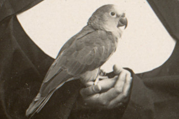 Papiga Oskar v družbi redovnice. ©Fototeka Loškega muzeja