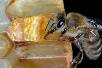 Čebela s čeljustmi potlači cvetni prah v satni celici in ga prekrije z medom. Cvetni prah, ki ga moramo iz celice izkopati, imenujemo izkopanec. <em>Foto: Franc Šivic</em>