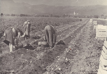 Kmetijstvo <em>Foto: Fototeka Loškega muzeja</em>