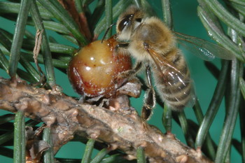 Čebela srka mano na mešičku velikega smrekovega kaparja. ©Franc Šivic