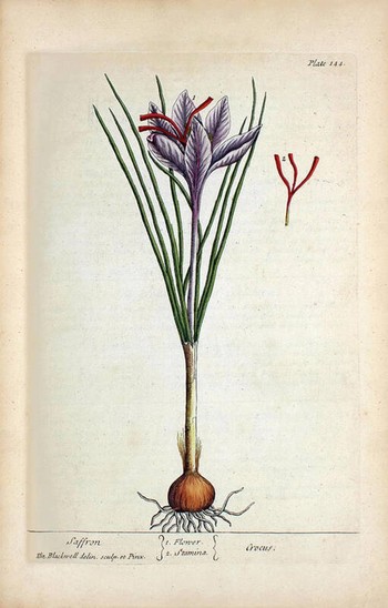 Slika žafrana iz knjige A Curious Herbal‘, 1737, avtorica Elizabeth Blackwell. Hrani National Library of Medicine (spletni vir).