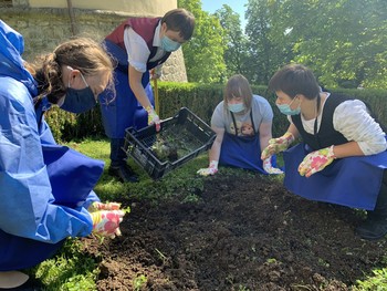 Varovanke Sožitja sadijo zelišča na grajskem vrtu <em>Foto: Fototeka Loškega muzeja</em>