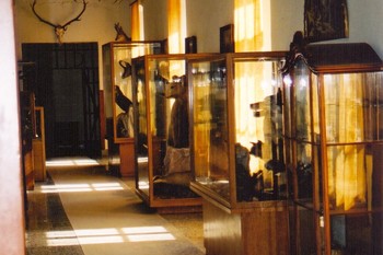 Prirodoslovna zbirka pred prenovo leta 2007. <em>Foto: Fototeka Loškega muzeja</em>